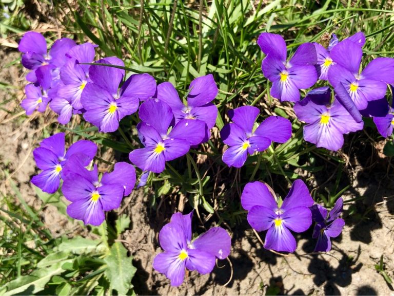 Martin Seligman – Flourish