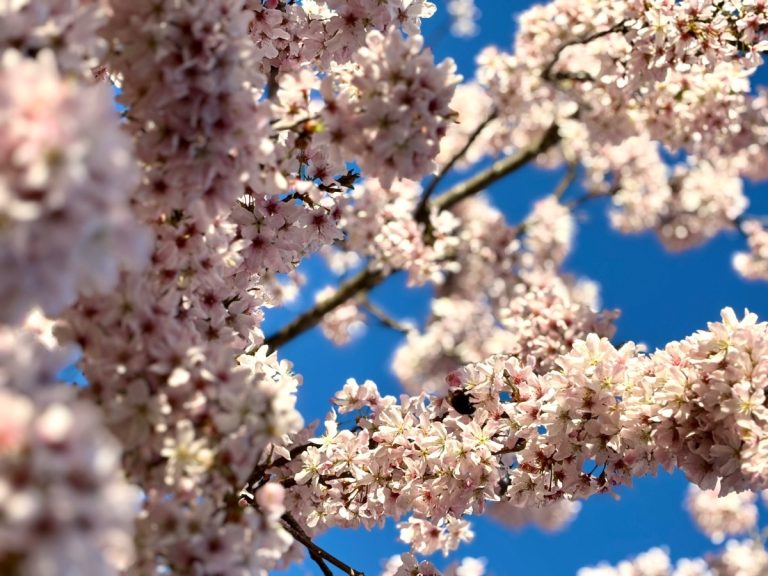 Reni Eddo-Lodge  – Why I’m no longer talking to white people about race