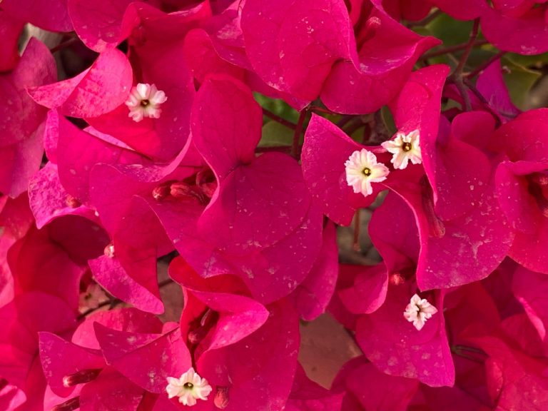 Laura Whitworth et al’s Co-Active Coaching